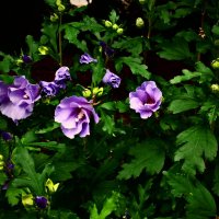 Летние этюды 85 :: Алексей Кузнецов