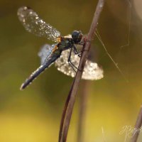 *** :: Елена Kазак (selena1965)