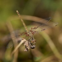 Стрекоза.... :: Александр Посошенко