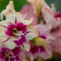 Гладиолусы. :: Sergey (Apg) Гладиолусы. :: Sergey (Apg)