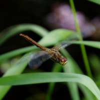 Полет стрекозы :: Сергей Швечков