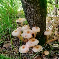 Вот и опятки пошли . :: Мила Бовкун Вот и опятки пошли . :: Мила Бовкун