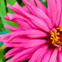 На исходе лета :: Галина Бобкина