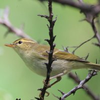 *** :: Владилен Панченко