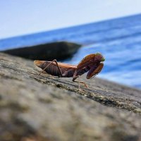 Я начеку :: Хватова Марина 