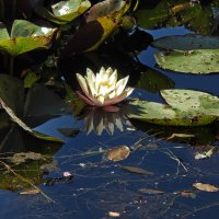 ***** :: ИННА ПОРОХОВА