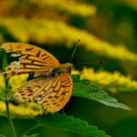из снятого вчера 2 :: Александр Прокудин
