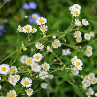 Ромашечки (мелколепестник) :: Светлана Ромашечки (мелколепестник) :: Светлана
