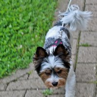 Бивер-йорк терьер обгавкал меня :: Светлана 