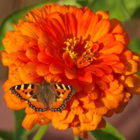 Присела на минуточку :: Сергей Швечков