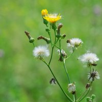 *** :: Виктор Иванович Чернюк