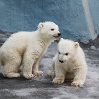 Белые :: SanSan 