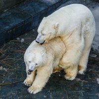 Белые :: SanSan 