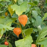 Цветы в моем дворике. :: Светлана Калмыкова Калмыкова