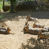 В_ЛЕЖКУ :: Сергей Янович Микк