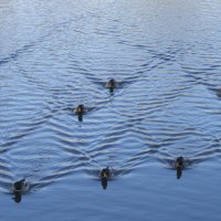 Уточки :: Олег Денисов