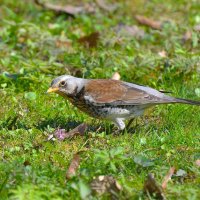 Дрозд рябинник :: Константин Анисимов