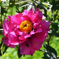 Весна в Ботаническом... Май. :: Наташа *****