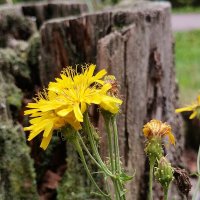 Цветы :: Любимова Ольга 