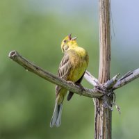 коноплянка :: юрий макаров