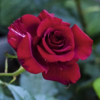 Бархатная роза :: Валентин Семчишин