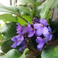 Фиалка :: Елена Семигина