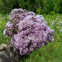 С Днём сбора лекарственных трав! :: Андрей Заломленков