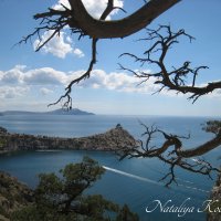 Природа Крыма :: Amazing Cosmea