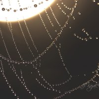 *** :: Елена Kазак (selena1965) *** :: Елена Kазак (selena1965)