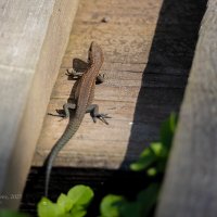 Ящерка на солнце :: Александр Синдерёв