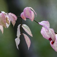 Бересклет бородавчатый :: Aleksey Afonin