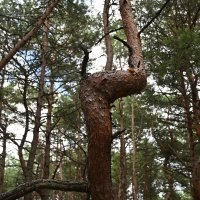 Танцующий лес :: redfox 