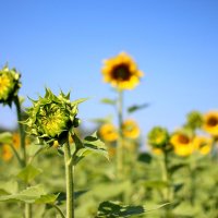 Лето :: Андрей Л. В.