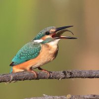 Рыбка) :: Владилен Панченко Рыбка) :: Владилен Панченко