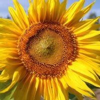 Вологодский подсолнух) :: Ирина Лесиканич