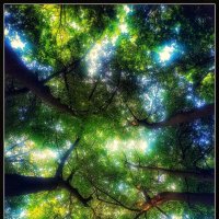 Под кронами :: Максим Сорокин