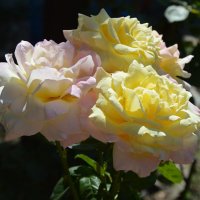 Три красавицы.. :: Надежда Куркина Три красавицы.. :: Надежда Куркина