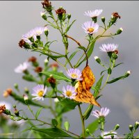 Скоро осень :: Сергей Премонишын