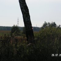 Береза :: fogmeadowww m