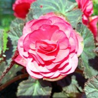 Бегония. :: Ирина ***