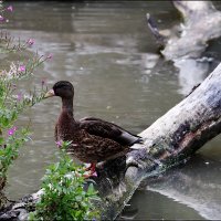 ** :: Сергей Премонишын
