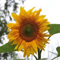 Солнечный :: Мария Васильева Солнечный :: Мария Васильева