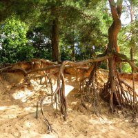 Оголённые корни :: Андрей Снегерёв