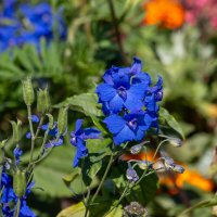 *** :: Геннадий Порохов