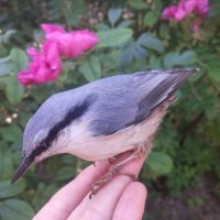 Поползень :: Сапсан Поползень :: Сапсан