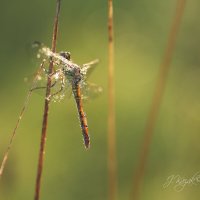 *** :: Елена Kазак (selena1965)