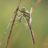 *** :: Елена Kазак (selena1965)