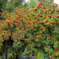 Рябина украшает каждый сад. :: Ольга Довженко