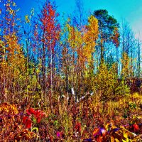 Сентябрь...Осенний этюд с  Оленьего острова! :: Владимир 