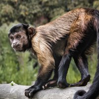 Капуцин :: SanSan 